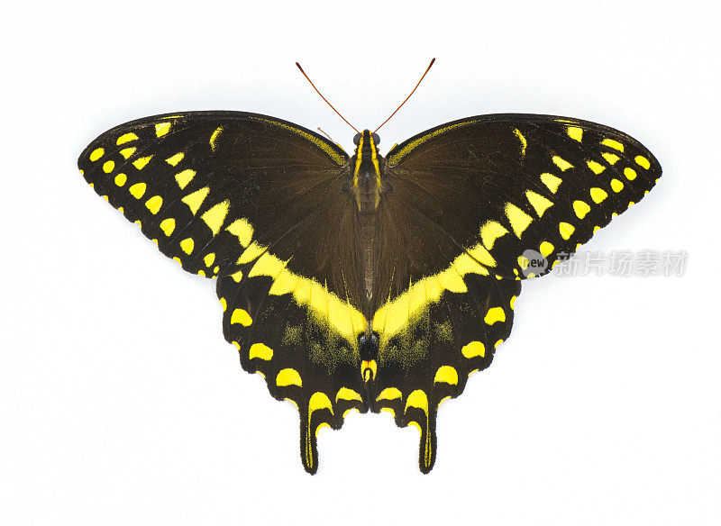 Palamedes - Palamedes凤蝶-大型蝴蝶，有黄色，黑色，蓝色的图案和颜色。孤立在白色背景顶部背视图